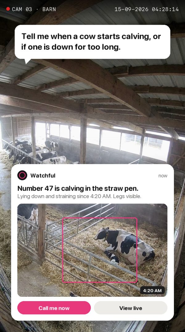 Tell me when a cow starts calving, or if one is down for too long. Alert: Number 47 is calving in the straw pen. Lying down and straining since 4:20 AM. Legs visible.