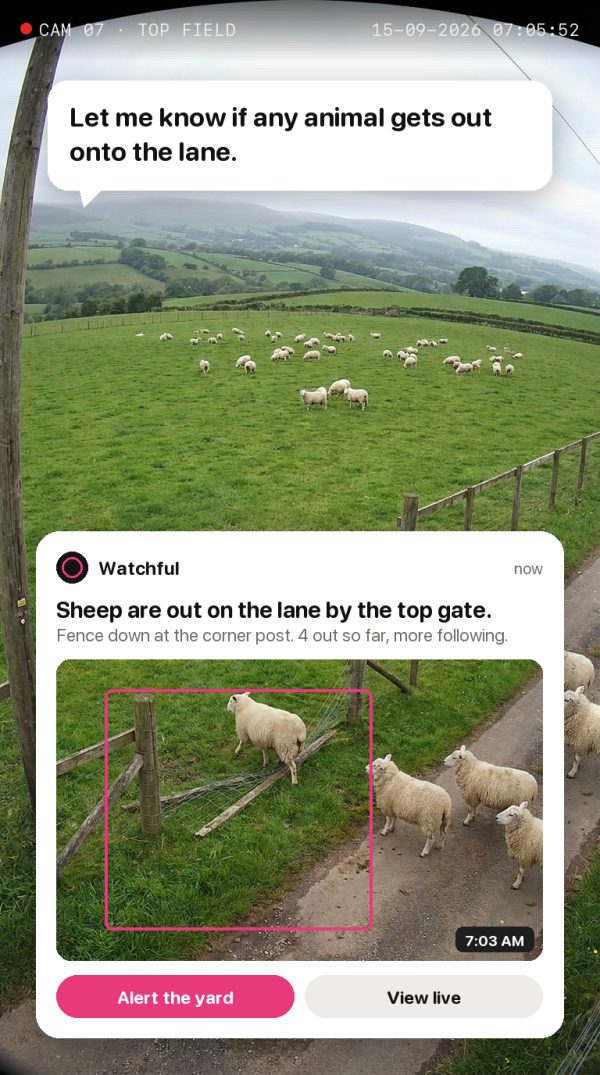 Let me know if any animal gets out onto the lane. Alert: Sheep are out on the lane by the top gate. Fence down at the corner post. 4 out so far, more following.